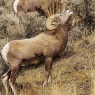 rutting season